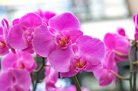 Orchideen